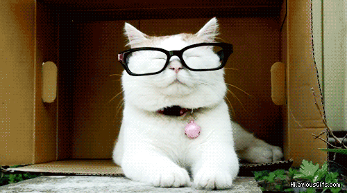 chats lunettes dysmorphophobie que faire