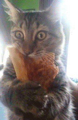 pizza cat cheat meal