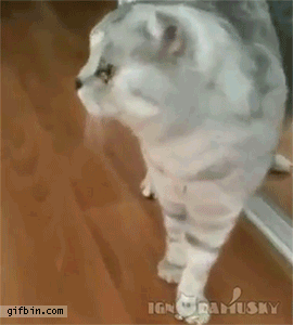 chat miroir image corporelle