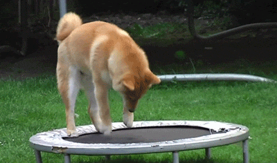 trampoline chien nouvelles activités