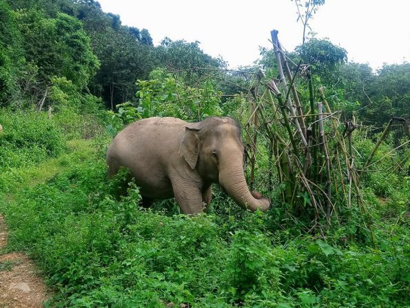 following giants elephants koh lanta